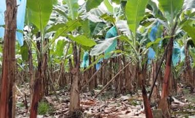 Vendo Hacienda Bananera Operativa, 24 hectáreas, con Código Bananero, en Los Ríos, Buena fe, Patricia Pilar