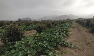 Terreno en Ica, 8,5 hectáreas en Topara, Chincha