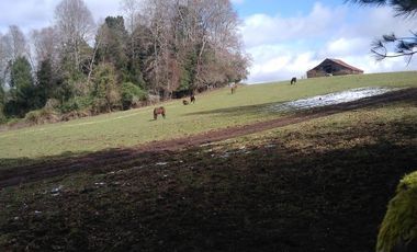 PREDIO AGRÍCOLA GANADERO DE 114 HECTÁREAS COMUNA DE PANGUIPULLI