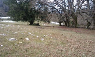 PREDIO AGRÍCOLA GANADERO DE 114 HECTÁREAS COMUNA DE PANGUIPULLI