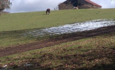 PREDIO AGRÍCOLA GANADERO DE 114 HECTÁREAS COMUNA DE PANGUIPULLI