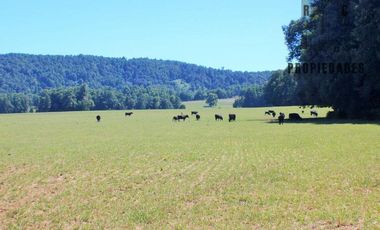 PREDIO AGRÍCOLA GANADERO DE 114 HECTÁREAS COMUNA DE PANGUIPULLI