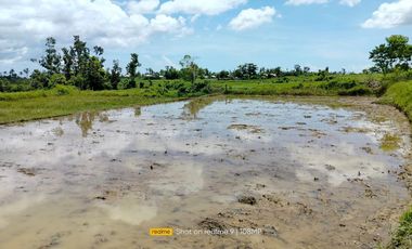 Bohol irrigated ricefield for sale 25,000 sqm in Ubay Bohol 100 pesos per sqm