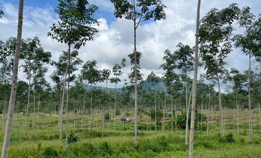 116 rai of rubber plantation land for sale Close to Ton Phrai waterfall in Thai Mueang, Phangnga