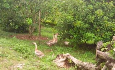 House and Lot with Farm for Sale in Davao del Norte