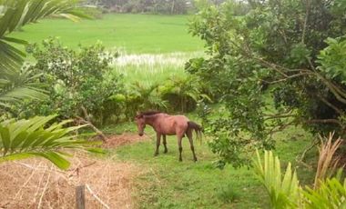 House and Lot with Farm for Sale in Davao del Norte