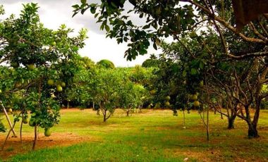 House and Lot with Farm for Sale in Davao del Norte