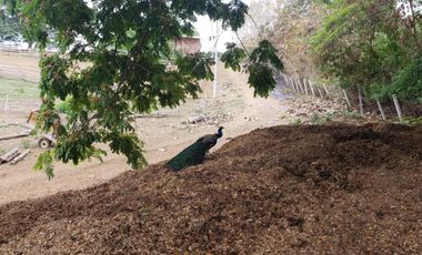 Se vende finca en vía a la costa-Chongón