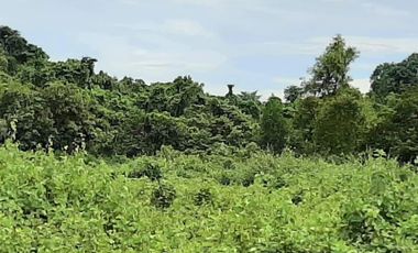 FOR SALE - Agricultural Lot in Brgy. Barake, Aborlan, Palawan