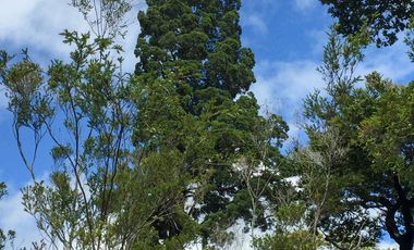 Campo de 150 hectáreas - Hualaihué - Región de Los Lagos
