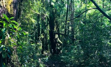 Campo de 150 hectáreas - Hualaihué - Región de Los Lagos