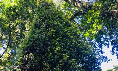 Campo de 150 hectáreas - Hualaihué - Región de Los Lagos