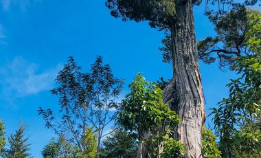 Campo de 150 hectáreas - Hualaihué - Región de Los Lagos