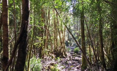 Campo de 150 hectáreas - Hualaihué - Región de Los Lagos