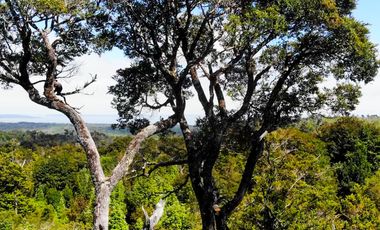 Campo de 150 hectáreas - Hualaihué - Región de Los Lagos