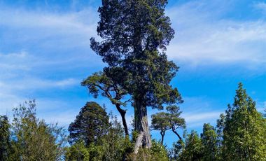 Campo de 150 hectáreas - Hualaihué - Región de Los Lagos