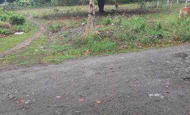 2 LOTS FOR SALE IN DUMAGUETE ID 14900