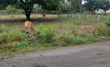 2 LOTS FOR SALE IN DUMAGUETE ID 14900