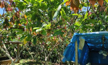 Venta Finca Ganadera Maceo Antioquia