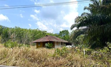 6 Rai Amidst Tranquil Palm Plantation Prime Land for Sale in Thai Mueang, Phangnga
