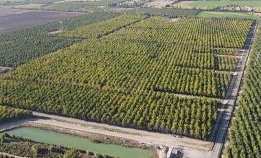 VENTA DE PARCELAS AGRICOLAS, LOTEO VISTA LOS NOGALES DESDE 58.500.000