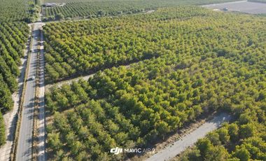 VENTA DE PARCELAS AGRICOLAS, LOTEO VISTA LOS NOGALES DESDE 58.500.000