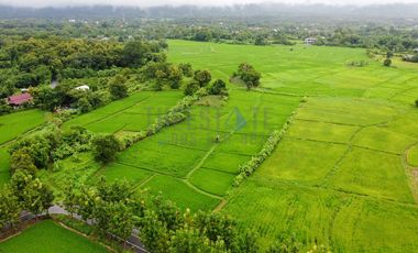 Land 7.5 Rai in Doi Saket for Sale