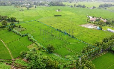 Land 7.5 Rai in Doi Saket for Sale