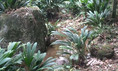 Te vendo este lujoso terreno en unidad cerrada, agua de nacimiento, no paga agua ni luz en Barbosa.