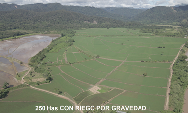 VENDO TERRENO AGRICOLA INDUSTRIAL EN TARAPOTO PERÚ