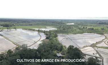 VENDO TERRENO AGRICOLA INDUSTRIAL EN TARAPOTO PERÚ