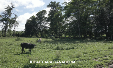 VENDO TERRENO AGRICOLA INDUSTRIAL EN TARAPOTO PERÚ