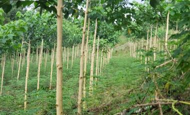 Venta finca de 40 Hectáreas