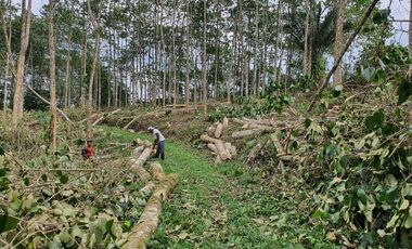 Venta finca de 40 Hectáreas