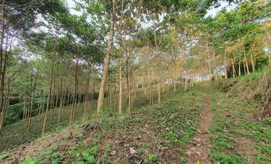 Venta finca de 40 Hectáreas