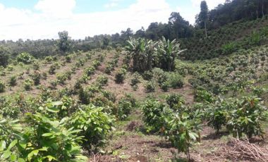 Venta finca de 40 Hectáreas