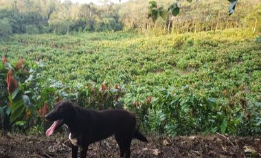 Venta finca de 40 Hectáreas