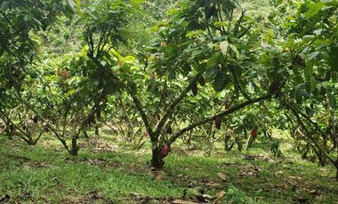 Venta finca de 40 Hectáreas