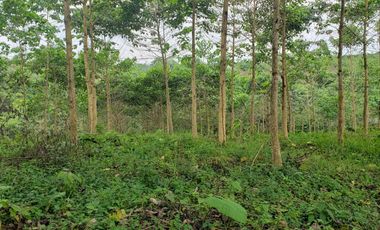 Venta finca de 40 Hectáreas