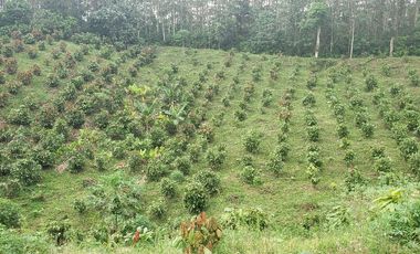 Venta finca de 40 Hectáreas