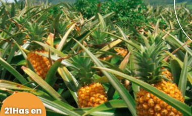 Terreno en venta, Comunidad San Francisco, parroquia Puerto Napo, Ecuador, ideal para proyecto turístico o agrícola