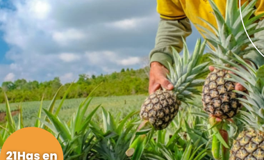Terreno en venta, Comunidad San Francisco, parroquia Puerto Napo, Ecuador, ideal para proyecto turístico o agrícola