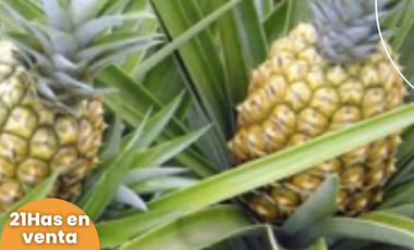 Terreno en venta, Comunidad San Francisco, parroquia Puerto Napo, Ecuador, ideal para proyecto turístico o agrícola