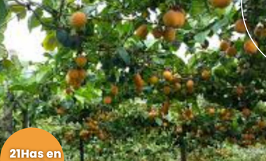 Terreno en venta, Comunidad San Francisco, parroquia Puerto Napo, Ecuador, ideal para proyecto turístico o agrícola