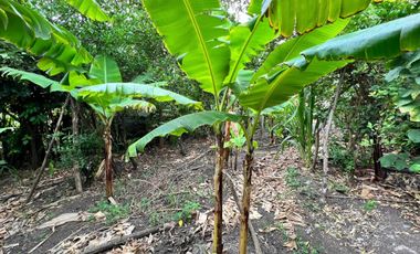 Terreno en venta en Catamayo sector Trapichillo