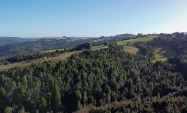 Campo en venta en Los Muermos de 25 hectáreas con abundante agua