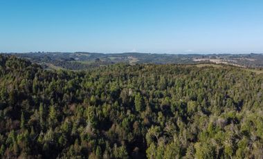 Campo en venta en Los Muermos de 25 hectáreas con abundante agua