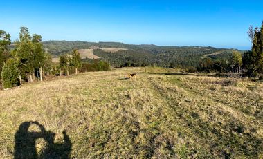Campo en venta en Los Muermos de 25 hectáreas con abundante agua