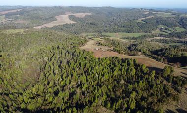 Campo en venta en Los Muermos de 25 hectáreas con abundante agua