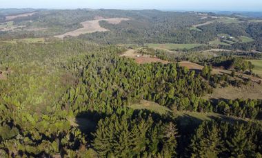 Campo en venta en Los Muermos de 25 hectáreas con abundante agua